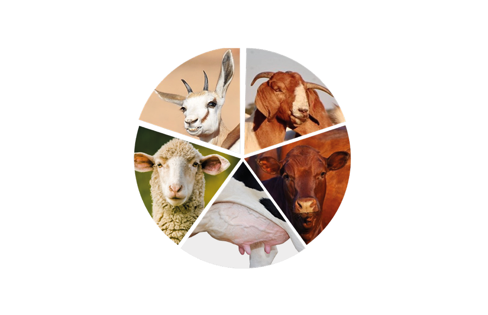 Animal-wheel