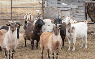 Essential Nutrition for Optimal Growth in Meat Goats