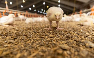 Broiler Litter Management