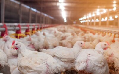 What needs to be perfectly balanced in a commercial broiler diet to ensure the animal performs to its genetic potential