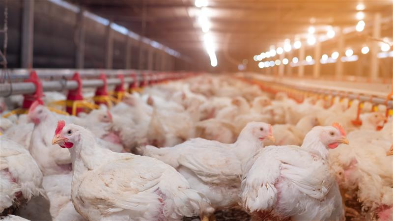 What needs to be perfectly balanced in a commercial broiler diet to ensure the animal performs to its genetic potential