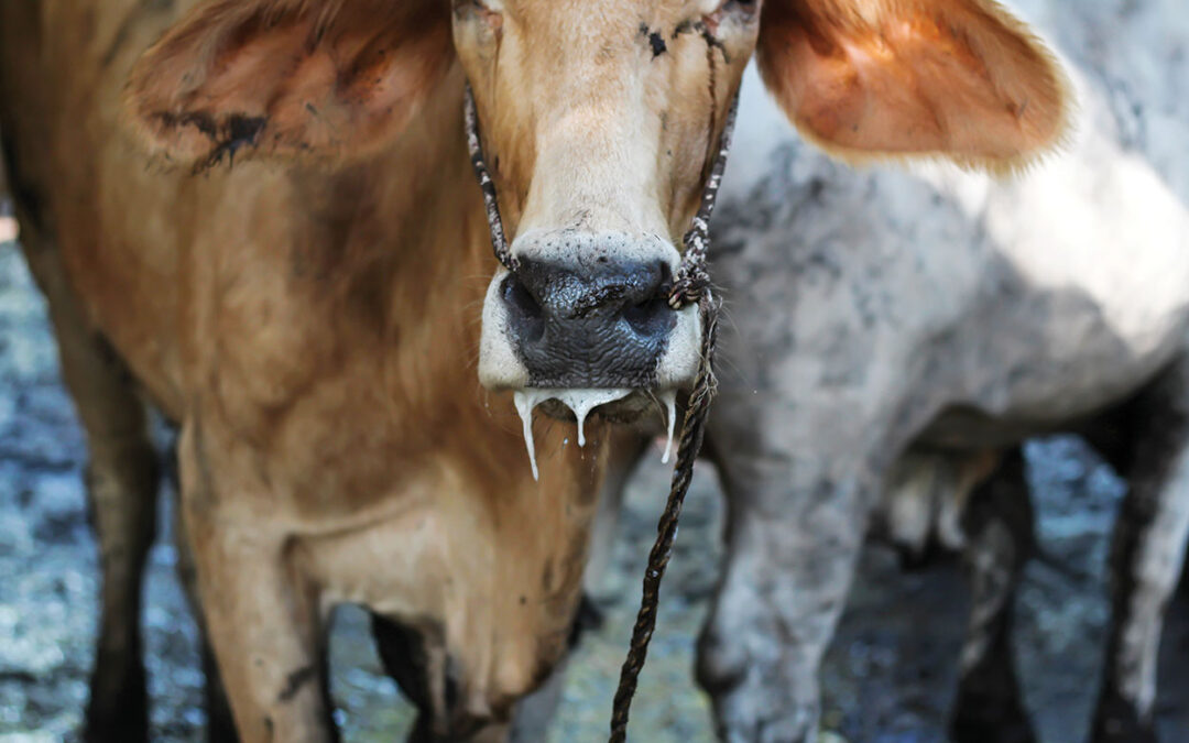 Foot-and-Mouth Disease (FMD): Practical guidance for protecting your herd and your business