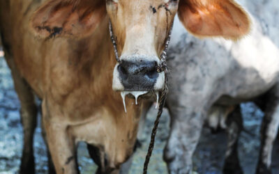Foot-and-Mouth Disease (FMD): Practical guidance for protecting your herd and your business