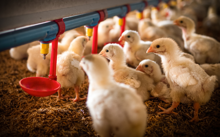 Feed Efficiency Explained: How to Get More Performance From Every Bag