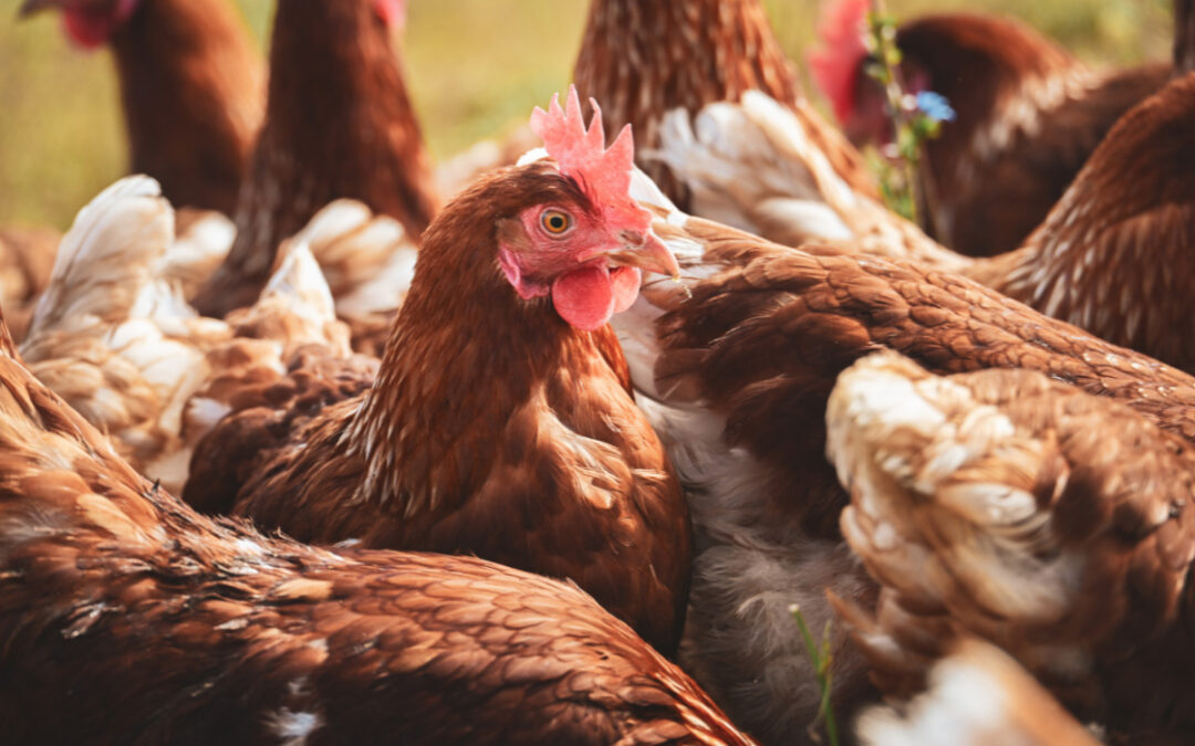 How Cold Stress Affects Broiler Performance and What Poultry Farmers Can Do