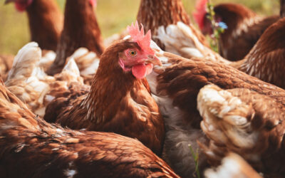How Cold Stress Affects Broiler Performance and What Poultry Farmers Can Do