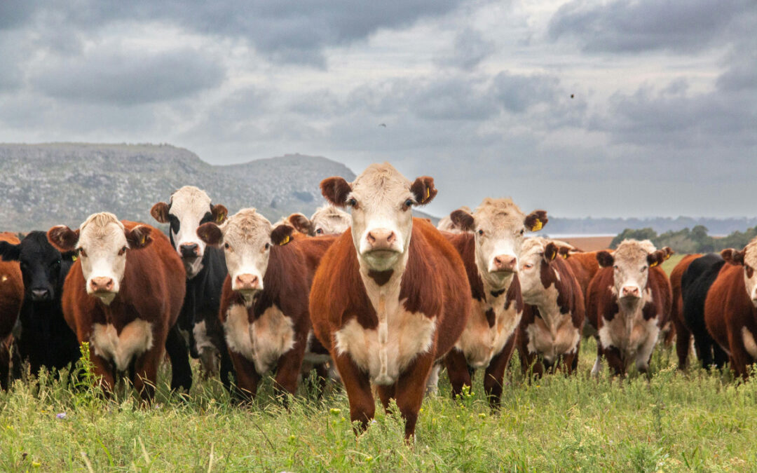 How Cold Stress Impacts Ruminant Performance During Cold Weather