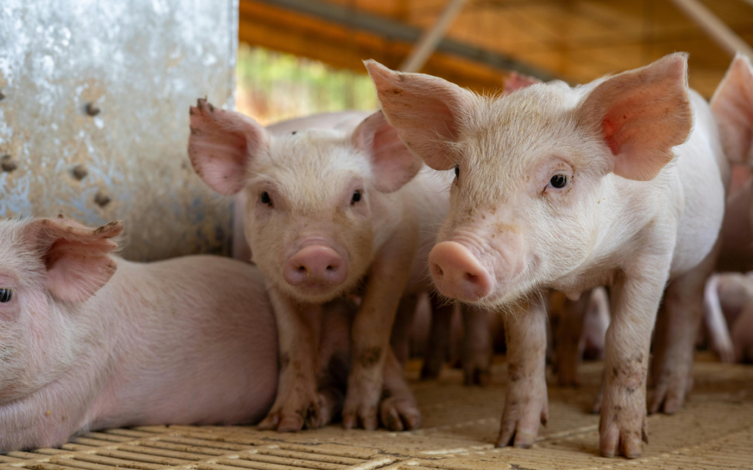 Piglet nutrition: Building a strong foundation for growth