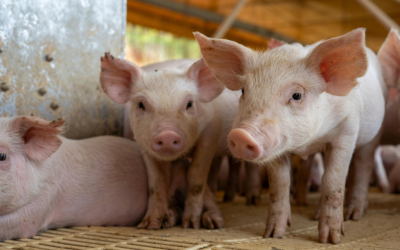 Piglet nutrition: Building a strong foundation for growth